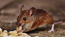 24 Hour & Emergency Exterminators in Forkston Twp, PA